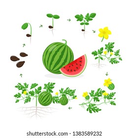 Watermelon plant growth stages from seed, seedling, sprout, flowering and ripe fruit on mature plant with roots. Infographic elements isolated on white background. Watermelon cross section flat design