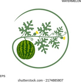 Watermelon plant. Isolated watermelon on white background