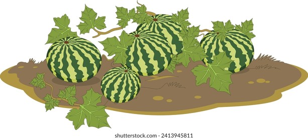 A watermelon plant vector illustration