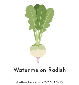 Ilustración vectorial de rábano de sandía. Rábano de sandía o Raphanus sativus Clipart de dibujos animados, vegetal en estilo plano. También se llama Shinrimei, Carne roja, Corazón rosado o Misato. Concepto de raíz vegetal