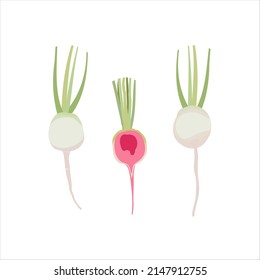 Watermelon radishes vector illustration isolated on white background. 
Vegetable or heirloom Chinese radish icon whole and cut.