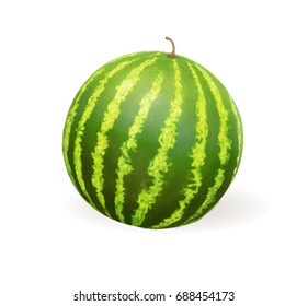 Watermelon realistic vector illustration. Watermelon on a white background.