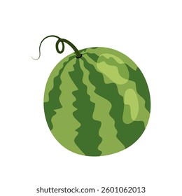 Watermelon. Ripe summer fruit. Round large fresh watermelon. Flat illustration green watermelon on white background.