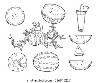 watermelon set of hand drawn cute art illustration vector