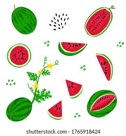 Conjunto de sandía. Ilustración vectorial dibujada a mano por sandía. Frutos de la sandía, hojas, flores. Plantilla de diseño