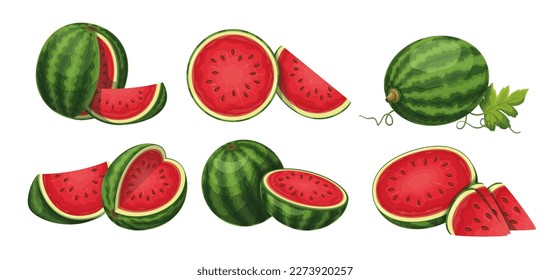 Watermelon set vector illustration. Cartoon isolated whole ripe vitamin big berry and cut in half, fresh slices with peel to eat sweet fruit dessert, exotic raw watermelon fruity snack for kids