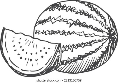 Watermelon sketch. Hand drawn slice and whole fruit