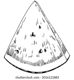 Watermelon sketch vector drawing. Isolated hand drawn berry on white background. Summer berry engraved style illustration. Decoration for food packaging.