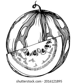 Watermelon sketch vector drawing. Isolated hand drawn berry on white background. Summer berry engraved style illustration. Decoration for food packaging.