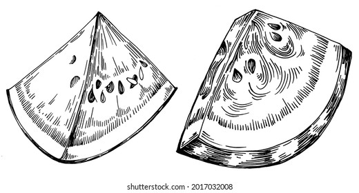 Watermelon sketch vector drawing. Isolated hand drawn berry on white background. Summer berry engraved style illustration. Decoration for food packaging.