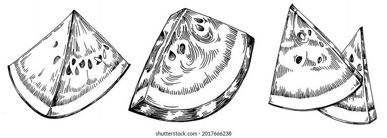 Watermelon sketch vector drawing. Isolated hand drawn berry on white background. Summer berry engraved style illustration. Decoration for food packaging.