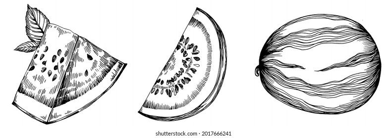 Watermelon sketch vector drawing. Isolated hand drawn berry on white background. Summer berry engraved style illustration. Decoration for food packaging.