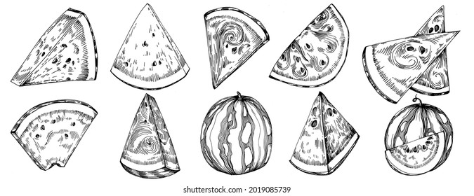 Watermelon sketch vector drawing. Isolated hand drawn berry on white background. Summer berry engraved style illustration. Decoration for food packaging.