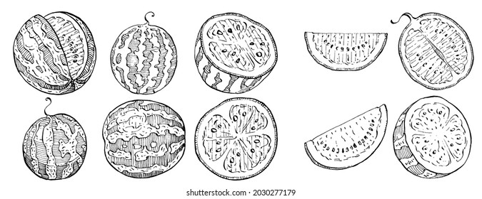 Watermelon sketch vector drawing. Isolated hand drawn berry on white background. Summer berry engraved style illustration. Decoration for food packaging.