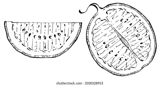 Watermelon sketch vector drawing. Isolated hand drawn berry on white background. Summer berry engraved style illustration. Decoration for food packaging.