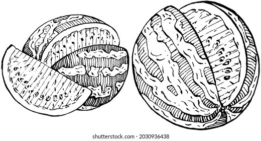 Watermelon sketch vector drawing. Isolated hand drawn berry on white background. Summer berry engraved style illustration. Decoration for food packaging.