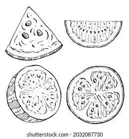 Watermelon sketch vector drawing. Isolated hand drawn berry on white background. Summer berry engraved style illustration. Decoration for food packaging.