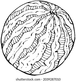 Watermelon sketch vector drawing. Isolated hand drawn berry on white background. Summer berry engraved style illustration. Decoration for food packaging.