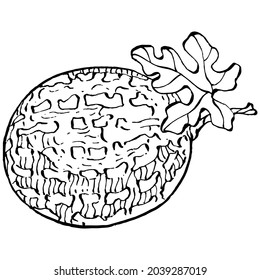 Watermelon sketch vector drawing. Isolated hand drawn berry on white background. Summer berry engraved style illustration. Decoration for food packaging.