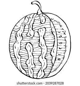 Watermelon sketch vector drawing. Isolated hand drawn berry on white background. Summer berry engraved style illustration. Decoration for food packaging.