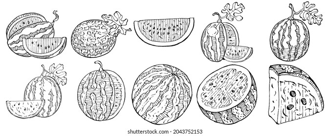 Wassermelonskizze, Vektorgrafik. Einzige handgezeichnete Beere auf weißem Hintergrund. Sommer-Beerenstil-Illustration. Dekoration für Lebensmittelverpackungen.