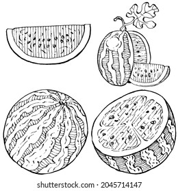 Watermelon sketch vector drawing. Isolated hand drawn berry on white background. Summer berry engraved style illustration. Decoration for food packaging.