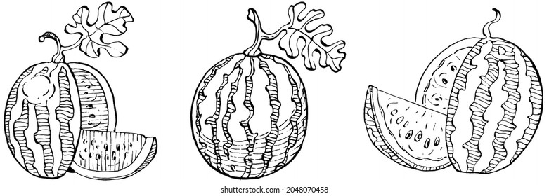 Watermelon sketch vector drawing. Isolated hand drawn berry on white background. Summer berry engraved style illustration. Decoration for food packaging.