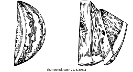 Watermelon sketch vector drawing. Isolated hand drawn berry on white background. Summer berry engraved style illustration. Decoration for food packaging.
