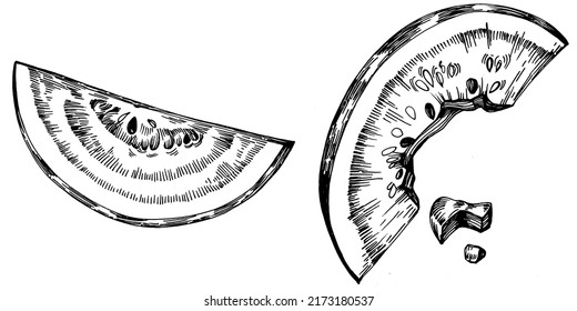 Watermelon sketch vector drawing. Isolated hand drawn berry on white background. Summer berry engraved style illustration. Decoration for food packaging.