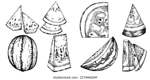 Watermelon sketch vector drawing. Isolated hand drawn berry on white background. Summer berry engraved style illustration. Decoration for food packaging.