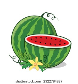 Watermelon. Watermelon slice. Watermelon with leaf and flower cartoon icon vector design illlustration wallpaper background