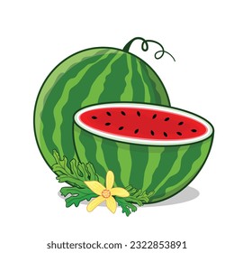 Watermelon. Watermelon slice. Watermelon ripe cartoon icon vector design illlustration wallpaper background