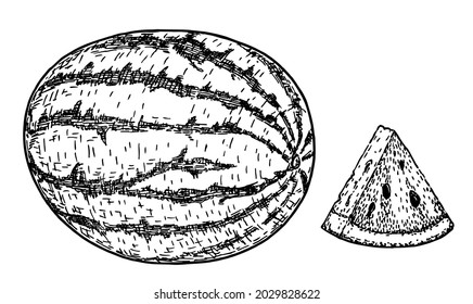 sandía y rebanada. Esbozar ilustración vectorial. Frutos de melón aislados en un fondo blanco. Dibujo manual. Decoración para el menú y diseño de cocina. Grabado en blanco y negro vintage. Comida vegetariana