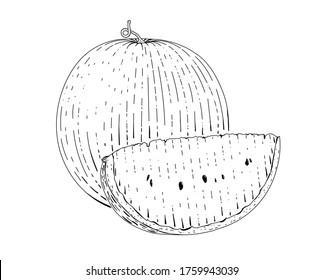 Watermelon and slice of watermelon vector engraved style illustration for posters, decoration and print. Hand drawn etching sketch of passion fruit in monochrome. Detailed vegetarian food linocut draw