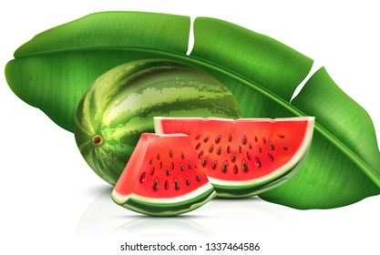 Watermelon sliced of piece isolated on white background. Realistic vector 3D illustration. Of free space for your texts and branding.