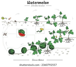 Watermelon tree growth stages infographic elements. growing Watermelon tree illustration from seed to be harvested in vector. Can be used for topics like biology or education poster.