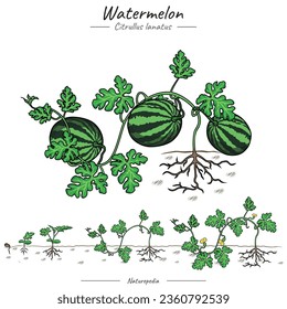 Watermelon Tree Package. set of growing Watermelon tree illustration from seed to be Watermelon tree in vector. Can be used for topics like biology or education poster.