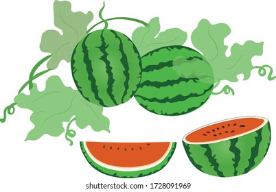 Wassermelone und Wassermelonen Früchte Wassermelonenvektor
auf weißem Hintergrund
