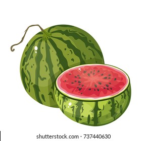 watermelon vector illustration