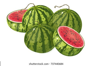 watermelon vector illustration