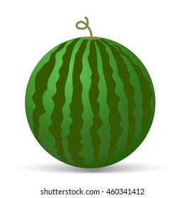Watermelon vector illustration. Watermelon isolated on white background