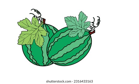 Watermelon vector illustration on white background.