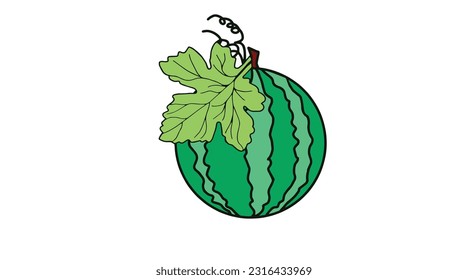 Watermelon vector illustration on white background.