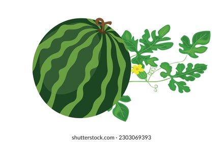 
Watermelon vector illustration. Whole watermelon vector isolated on white background. Summer fruit theme and concept. Flat vector in cartoon style.
