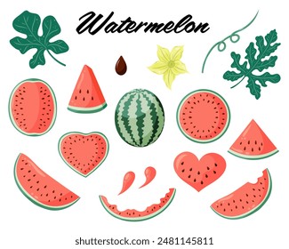 Watermelon vector illustrations set with whole watermelon, watermelon slices, watermelon plant leaves and flowers. Flat vector style drawings for food graphics, summer designs, menu, logo, stickers.