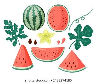 Watermelon vector illustrations set with whole watermelon, watermelon slices, watermelon plant leaves and flowers. Flat vector style drawings for food graphics, summer designs, menu, logo, stickers.