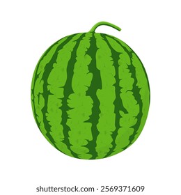 Watermelon Vector Image And Illustration On White Background