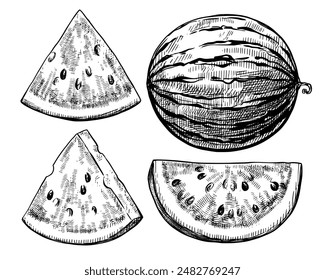 Watermelon vintage vector food sketch drawing