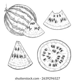 Watermelon vintage vector food sketch drawing