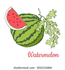 Watermelon. Whole berry and slice. Colored compact illustration. Hand drawing.Isolated on white background.For packaging and labels of food.
